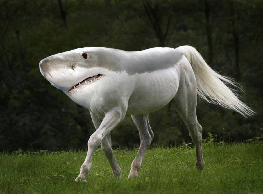 00.Sharkhorse.jpg