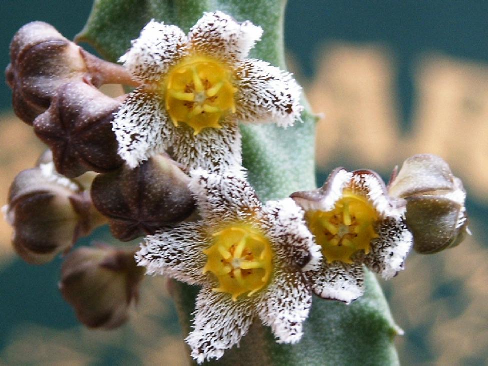 432_Caralluma_buchardii_flower.jpg