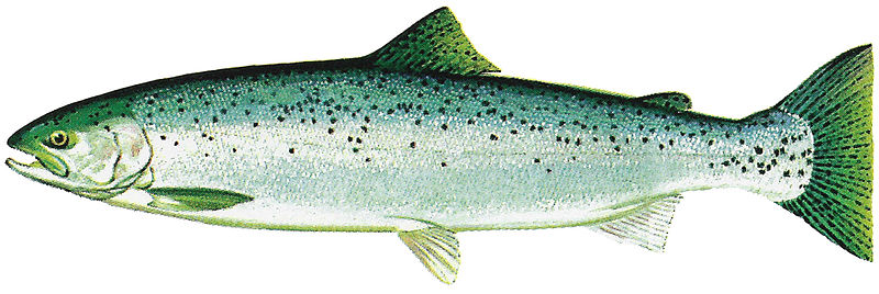 800px-Lake_Washington_Ship_Canal_Fish_Ladder_pamphlet_-_ocean_phase_Steelhead.jpg