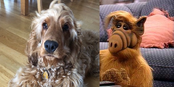 alf.jpg