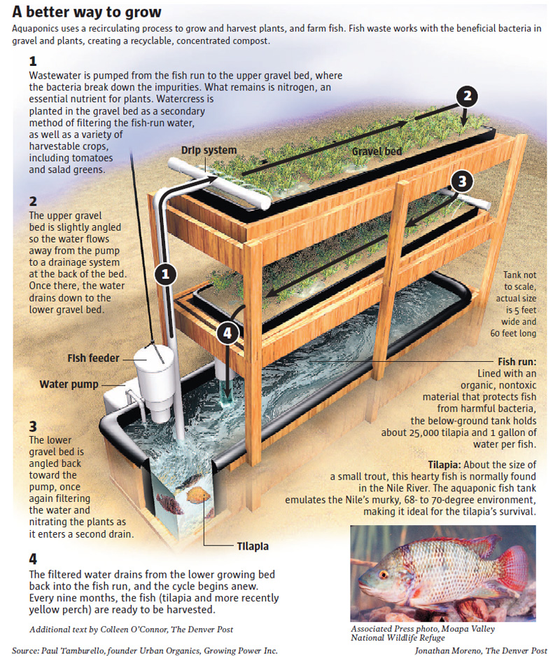 aquaponics.jpg