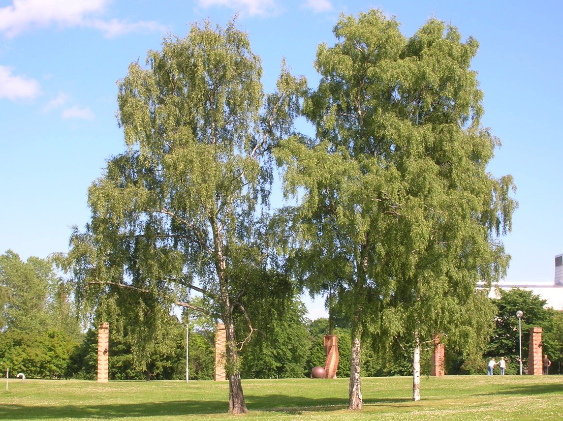 Betula_Pendula_at_Stockholm_University_2005-07-01.jpg