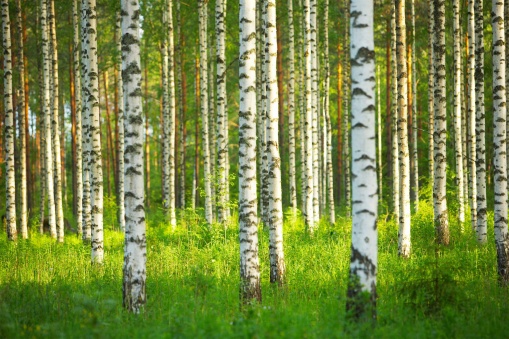 birch-forest.jpg