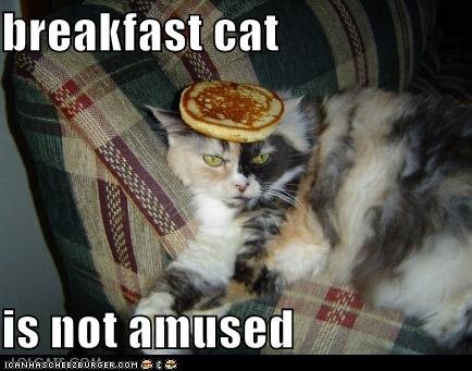 breakfastcat.jpg