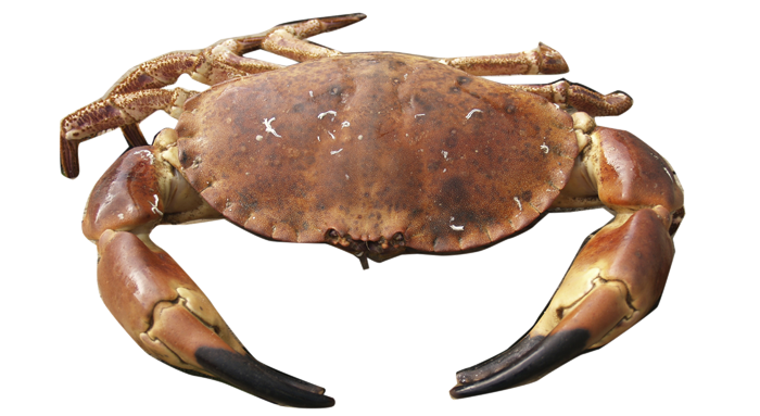 brun_krabbe_brown_crab-hvit-bakgrunn_700x383.png