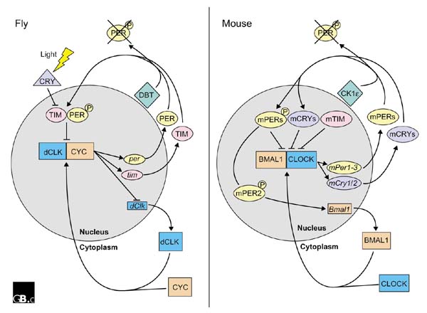 circadian oscillator.jpg