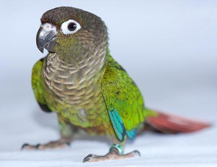 conure.jpg