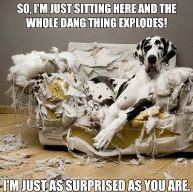 Dog-and-exploding-couch.jpg