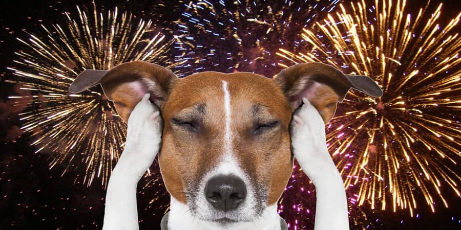 dog-fireworks-min.jpg