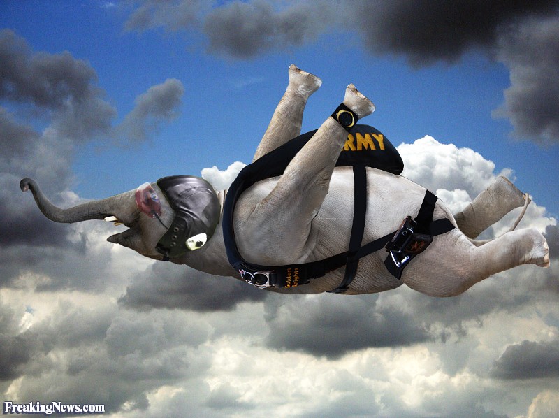 Elephant-Sky-Diving--83088.jpg