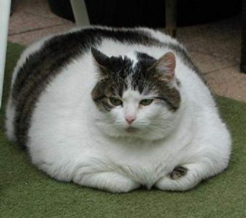 Fat Cat.jpg