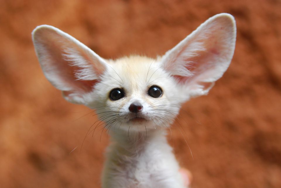 fennec-fox-85120553-57ffe0d85f9b5805c2b03554 (1).jpg