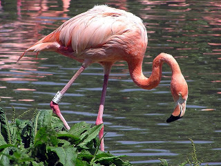 flamingo.jpg