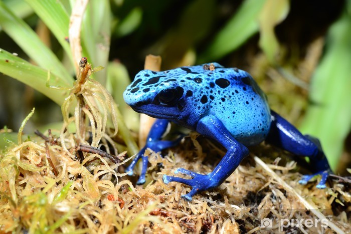 fototapeter-fargerik-bla-frosk-dendrobates-tinctorius.jpg.jpg