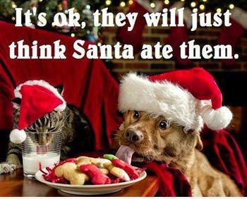 funny-christmas-captions.jpg