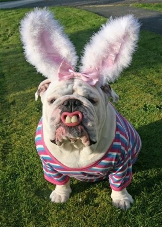 funny-dog-dressed-like-the-easter-bunny.jpg