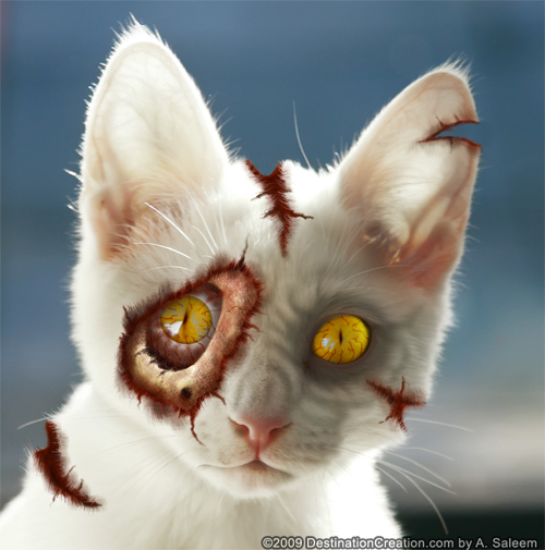 hello_zombie_my_zombie_kitten_09.jpg