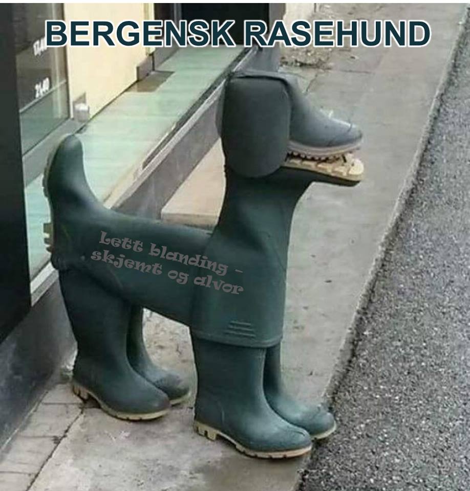 hund.jpg