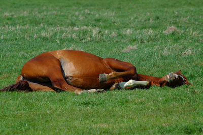 iStock_000003283181Small.horse_sleep.jpg