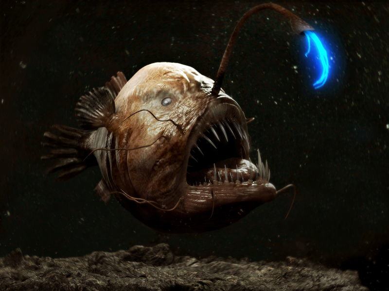 ocean-creatures-angler-fish-bright.jpg