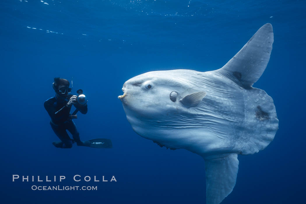 ocean-sunfish-underwater-mola-mola-picture-03325-341086.jpg