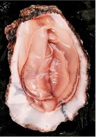 oyster.jpg