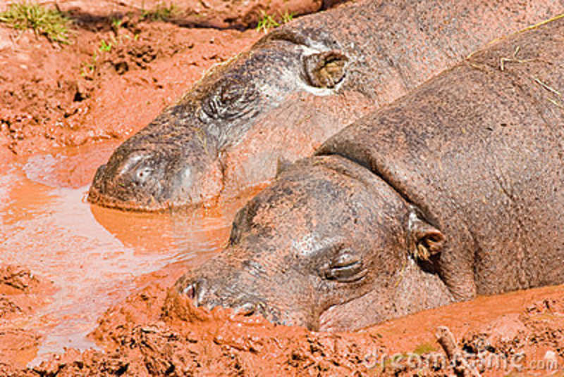 pygmy-hippos-mud-bath-7744306.jpg