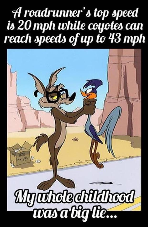 Roadrunner.jpg