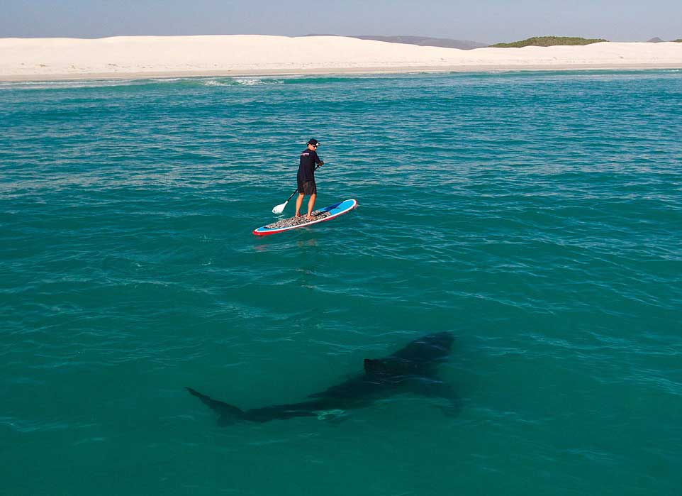 shark-in-water-paddle-surf.jpg