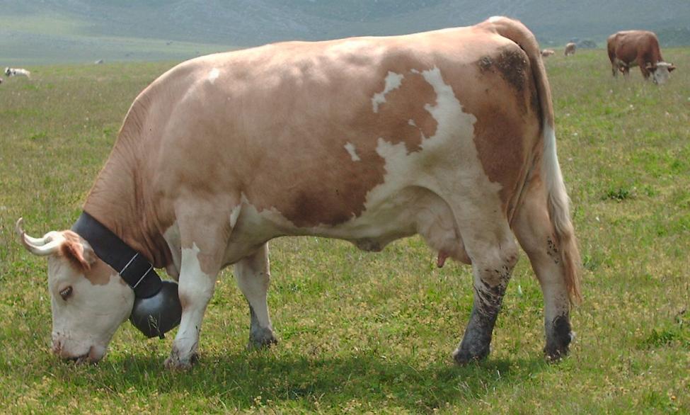 Simmentaler_Fleckvieh.jpg