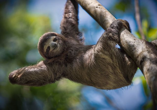 Sloth-Hanging-Tree-Branch.jpg.638x0_q80_crop-smart.jpg