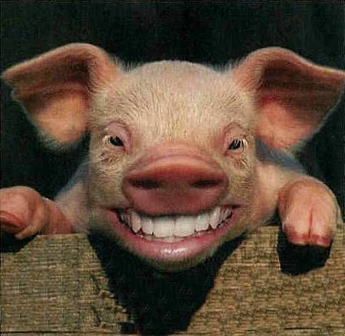 Smiley_Piggy.jpg