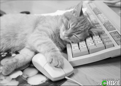 Sove_tastatur_katt_mus_500x355.jpg