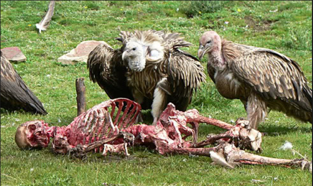 vultures.png