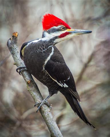 Woodpecker (Small).jpg