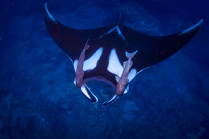 FGBNMS-MantaRayAndRemoras-BeataLerman-1536x1024.jpg