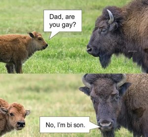 bison.jpg