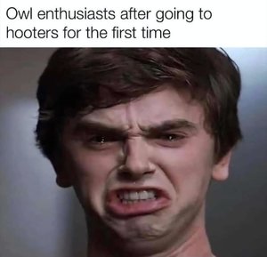 Owl.jpg