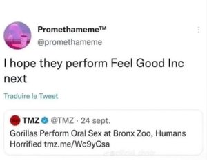 gorillas.jpg