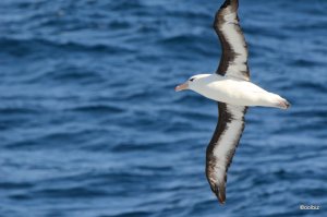 albatross.JPG
