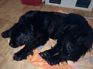 IMG_9312.jpeg