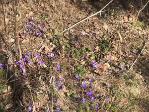 IMG_9382.jpeg