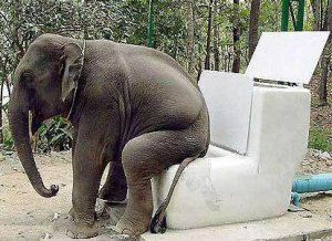 elephant_toilet.jpg