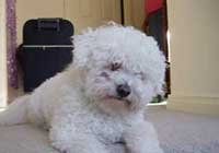 Bichon-Frise200x140.jpg