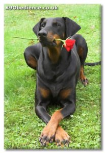 dobermanpinscher.jpg