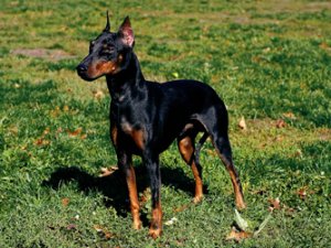 manchester-terrier.jpg