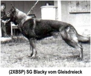 DDR_German_Shepherd_F.JPG