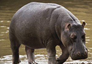 World-s-Oldest-Hippo-Dies-at-the-Mesker-Park-Zoo-2.jpg