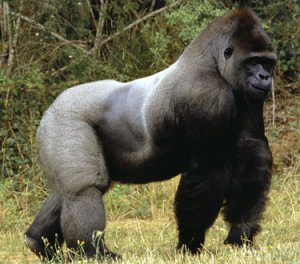 gorilla10.jpg