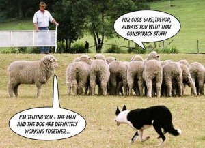 conspiracy-sheep-dog-60423492332.jpeg